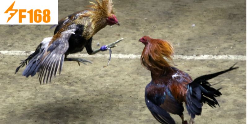 ข้อมูลเบื้องต้นเกี่ยวกับห้องไก่มาเลเซีย