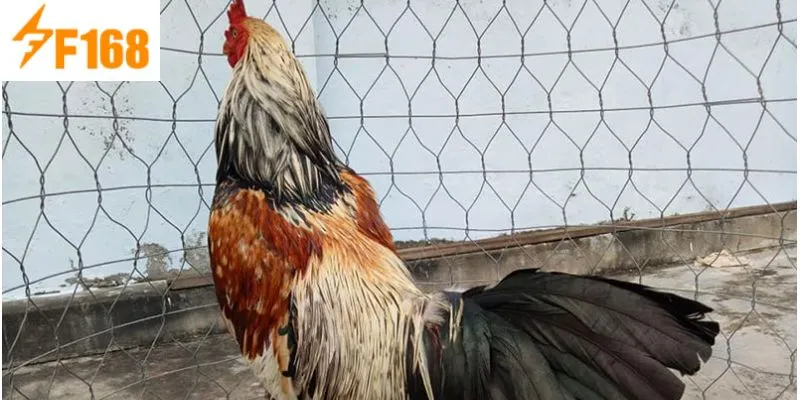 ทำความเข้าใจกฎเกณฑ์บางประการในการเลือกวันมงคลสำหรับการออกรบ