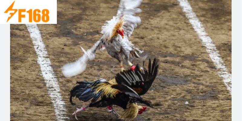 ประเภทของไก่ชนมาเลเซียที่ได้รับความนิยม