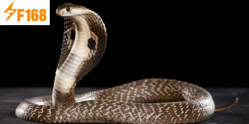 ฝันเห็นงูตีเลขอะไรที่จะทำให้รวยเร็วที่สุด