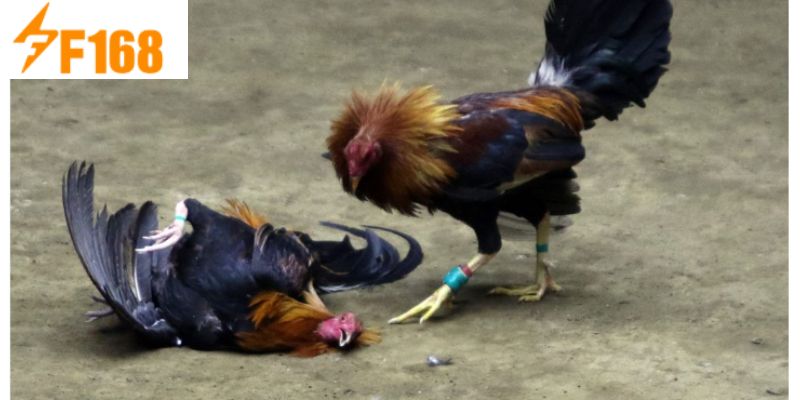 เหตุผลที่การเดิมพันไก่ชนกับเจ้ามือ F168 ได้รับความนิยม