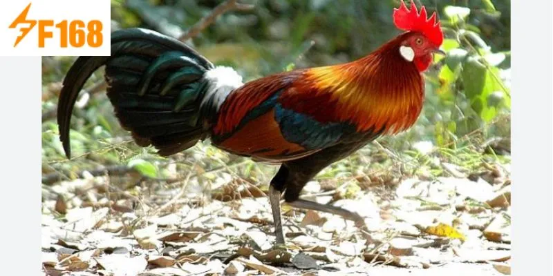 ไก่ค้อนมีเนื้อเหนียวแน่นจึงได้รับความนิยมอย่างมากจากชาวบ้านในการเลี้ยงดู