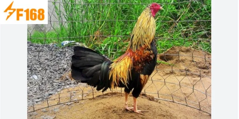 ไก่ชนพันธุ์กล้วยที่มีขนสีเทาตรงกับวันขึ้น